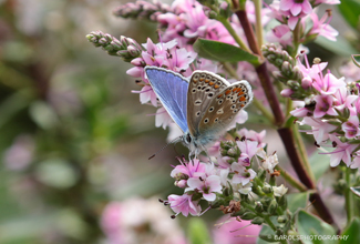 COMMON BLUE - MALE (Polyommatus) 